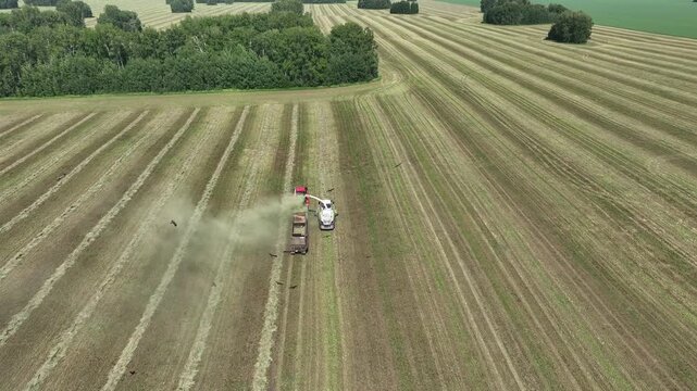 Top view of a combine harvester collecting crops. Vertical video. 