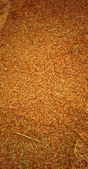 brown rice grain