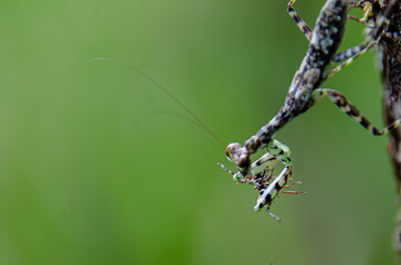 Mantis
