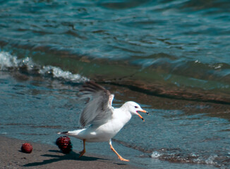 Seagull Landing on Sandy Lakeshore Beach w/Teal Waves Breaking