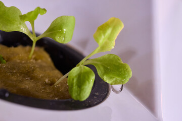 Hydroponic Lettuce Growth in an Indoor Garden Setup for Year-round Fresh Produce