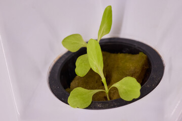 Hydroponic Lettuce Growth in an Indoor Garden Setup for Year-round Fresh Produce