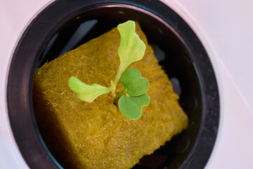 Hydroponic Lettuce Growth in an Indoor Garden Setup for Year-round Fresh Produce