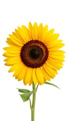 Fototapeta premium Single sunflower against white