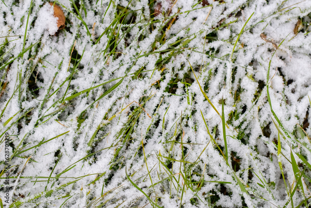 Poster close-up texture of green grass covered with the first thin layer of snow and frost like a pattern o