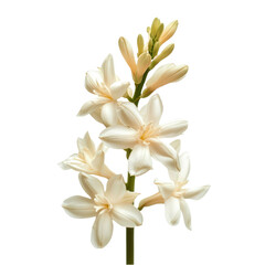 Beautiful Tuberose Flowers Delicate White Blooms Nature Photography isolated on transparent background cutout