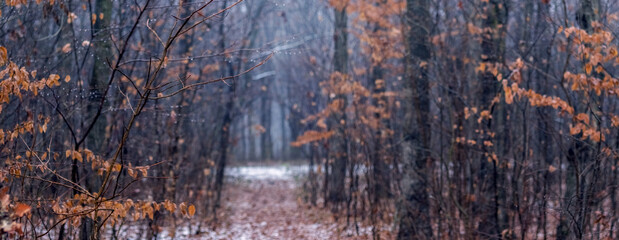 Early winter, a path in the forest covered with fallen leaves and the first snow, bare trees at the edges