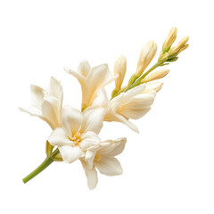 Naklejka premium Elegant Cream Flowers Dark Background Floral Beauty Nature Photography Botanical Still Life, isolated on transparent background cutout