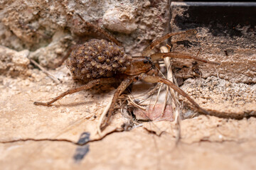 Lycosa. Close-up of a wolf spider carrying and protecting its brood.