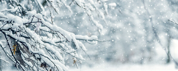 Christmas landscape: snow-covered trees in the foreground, covered with snow caps, creating a festive atmosphere