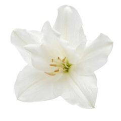 Obraz premium Delicate white lily bloom isolated on transparent background