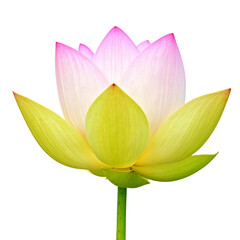 Fototapeta premium Pink and yellow lotus flower isolated on transparent background