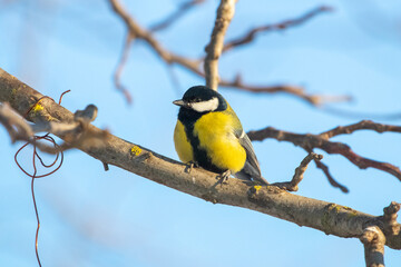 A single titmouse sits on a tree branch against a blue sky on a sunny winter day