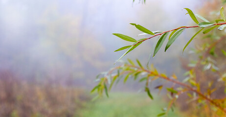 A green willow branch with leaves and drops of water on a blurred foggy background