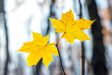 Two bright yellow maple leaves on a tree branch in an autumn forest close-up on leaves with a blurred sunny background