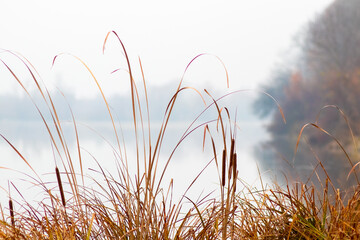 Close-up of reeds and dry grass on the bank of a river lost in fog reflection of a misty forest in the water panoramic view