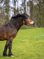 Obraz premium Large brown horse in nature