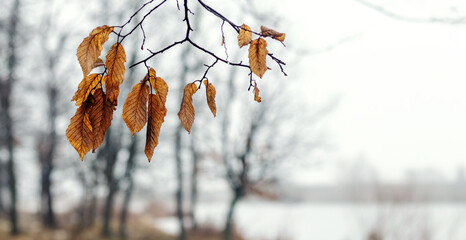 Close-up of a tree branch with dry brown leaves on a blurred winter background with bare trees and a river
