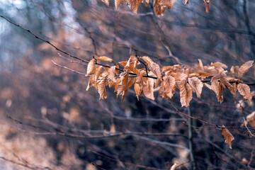 Close-up of a tree branch with dry brown leaves on a blurred winter background with bare trees gloomy weather