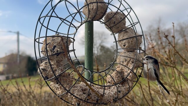 Long-tailed tit perched beside circular wire bird feeder filled with suet seed balls in early spring garden, wild songbird feeding in calm countryside setting with soft daylight