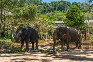 Elephants enjoying retirement in a rescue sanctuary in Phuket