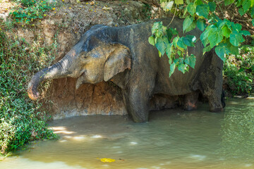 Elephant enjoying retirement in a rescue sanctuary in Phuket