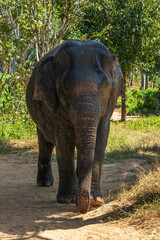 Fototapeta premium Elephant enjoying retirement in a rescue sanctuary in Phuket