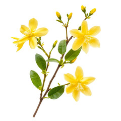 Fototapeta premium Creamy Pasta Ice Cream in Waffle Cone Delicious Dessert Treat isolated on transparent background cutout