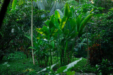 Lush tropical foliage in khao sok national park, thailand