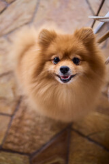 An adorable Pomeranian with fluffy fur and a cheerful expression that delights onlookers