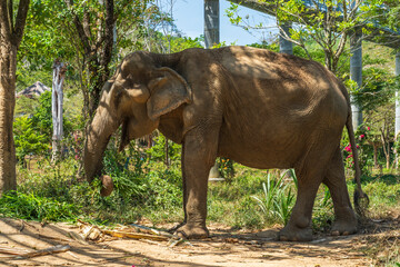 Elephant enjoying retirement in a rescue sanctuary in Phuket
