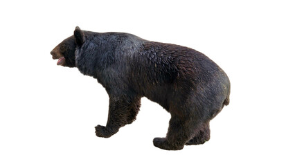 Balochistan Black Bear (Ursus thibetanus gedrosianus) PNG. Endangered Subspecies of Asiatic Bear...