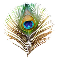 Fototapeta premium Peacock Feather Isolated On White Background