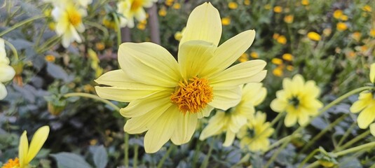 Obraz premium A closeup view of a delicate yellow flower in full bloom