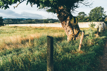 Sunlit rural field in northern Spain with tall grass, a gnarled old tree, rustic wooden fence...