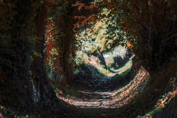 Enchanted forest path with natural tunnel effect created by intertwined trees and vines, dappled...