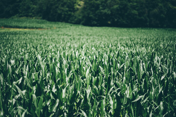 Vast green cornfield in early summer growth stage, with dense rows of fresh maize leaves stretching toward a forest, representing sustainable agriculture, rural landscapes, and organic food production