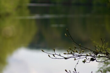 Delicate tree branches with fresh green buds and emerging leaves, captured in soft focus. A tranquil nature scene signaling early spring, with a gentle blurred background of forest and water.