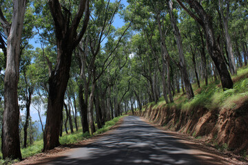 Fototapeta premium path in the forest
