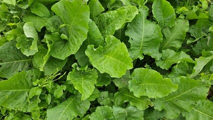 Fresh Green Leaves Close-up.nature background.