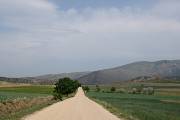 Obraz premium road and a tree in the mountain