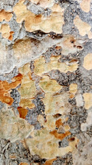 Texture of the loquat (Eriobotrya japonica) tree's trunk bark is often used in decorative design...