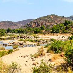 Sunny African riverbanks