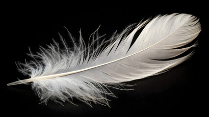 Obraz premium Delicate Feather: A pristine, soft, and ethereal white feather delicately rests against a deep, dark backdrop, its intricate details highlighted by the gentle play of light.