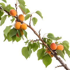 Apricot branch with ripe fruits and green leaves isolated on transparent background