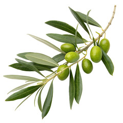 A branch with green olives and leaves, isolated on transparent background