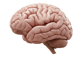 Realistic 3d human brain anatomy isolated on white background
