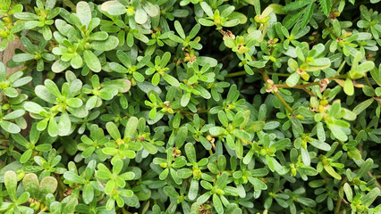 Purslane, or Portulaca oleracea, is a natural herb used in Mediterranean cuisine for vegetable...