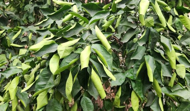 Leaves of an oroblanco grapefruit tree, curled and stressed from a lack of water due to dry and excessively hot weather