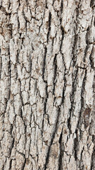 Bark texture of the Quercus petraea, known as the sessile oak, Welsh oak, Cornish oak, Irish or durmast, is a species of oak tree native to most of Europe and into Anatolia and Iran